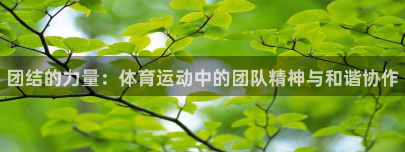 沐鸣3代理：团结的力量：体育运动中的团队精神与和谐协作