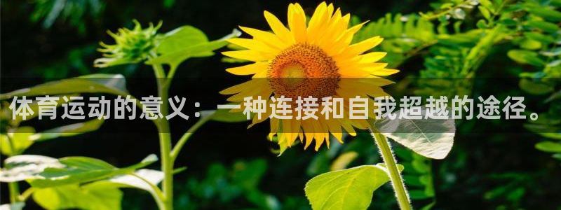 沐鸣2代理注册：体育运动的意义：一种连接和自我超越的途径。
